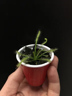 Drosera capensis