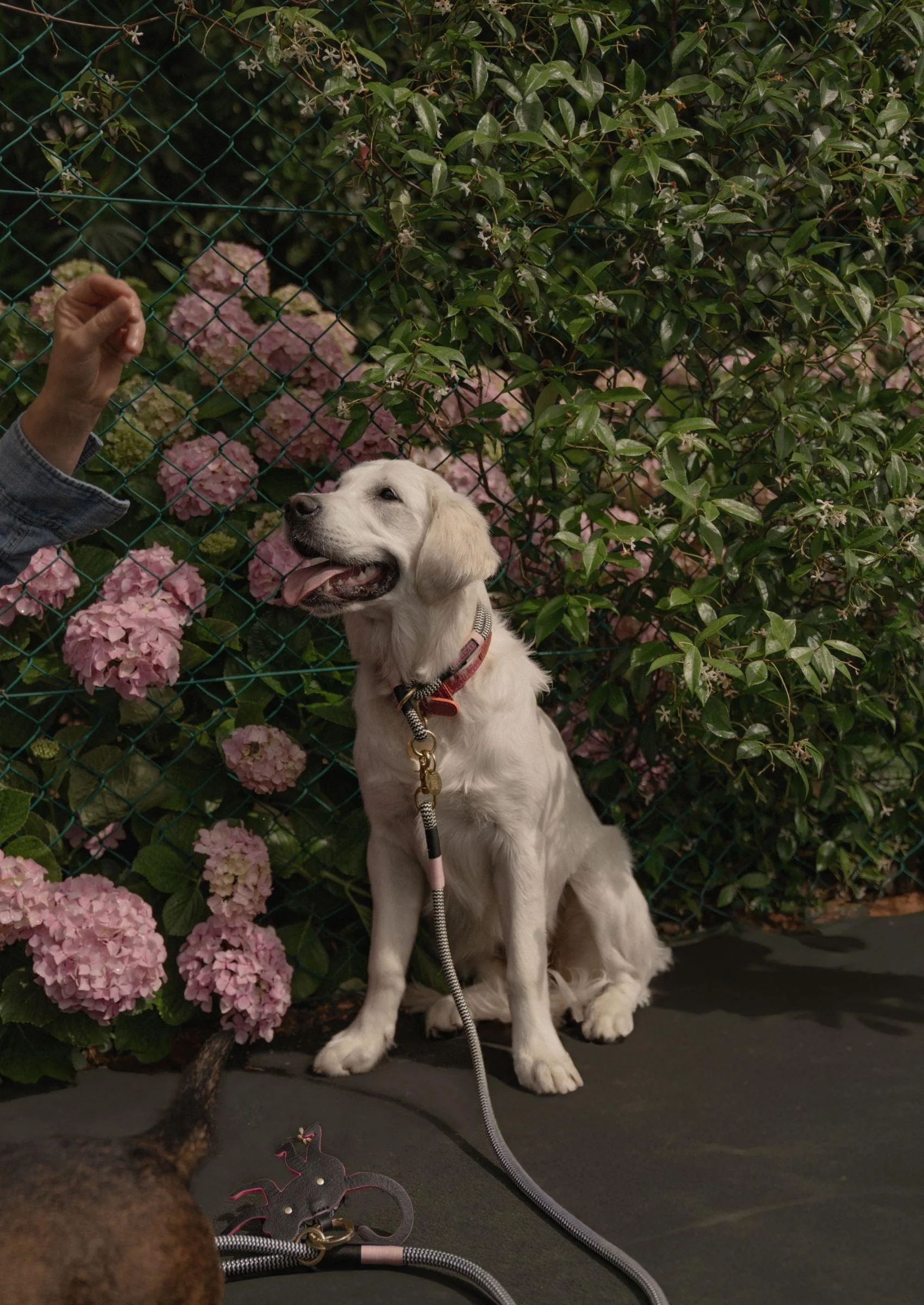 Slip-on Dog Leash | Tennis Court