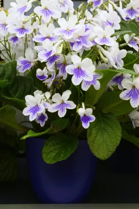 Streptocarpus 'Gwen' - Cape Primrose